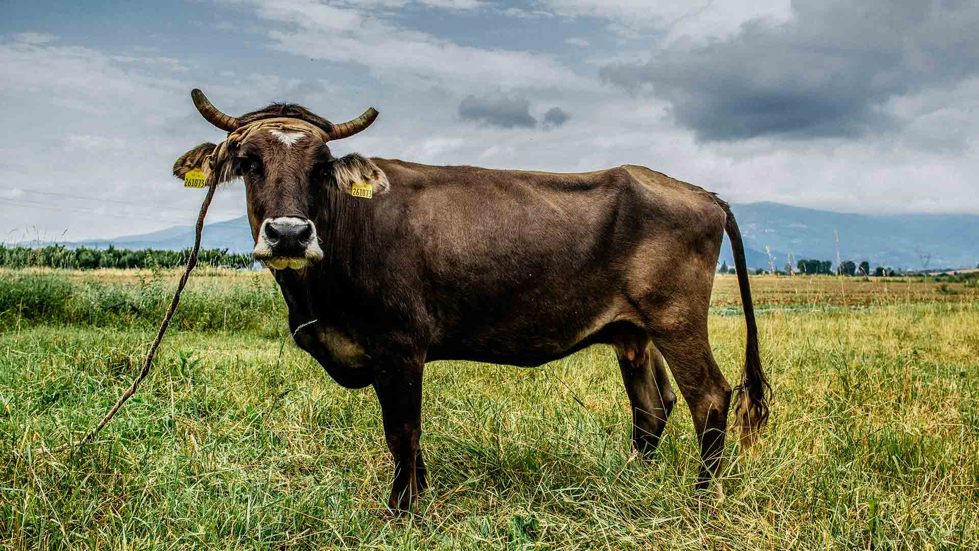 Penka, la vaca que se ha salvado de morir tras escaparse de su país