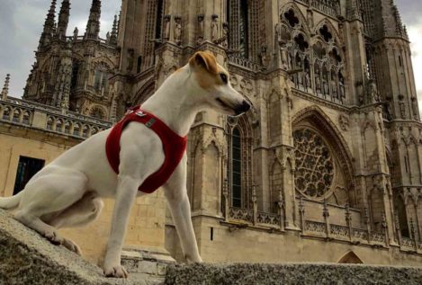 Pipper, el perro 'influencer' que recorrerá España para promocionar el turismo con mascotas