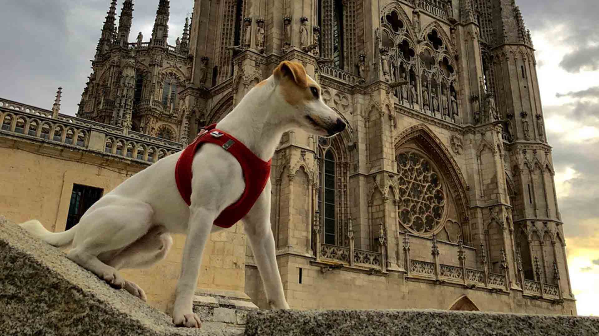 Pipper, el perro 'influencer' que recorrerá España para promocionar el turismo con mascotas