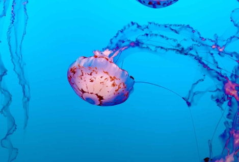 ¿Por qué inundan las medusas las playas españolas?