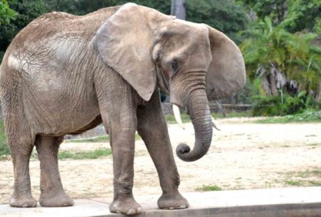 Ruperta, la elefanta que ha muerto de hambre en Venezuela