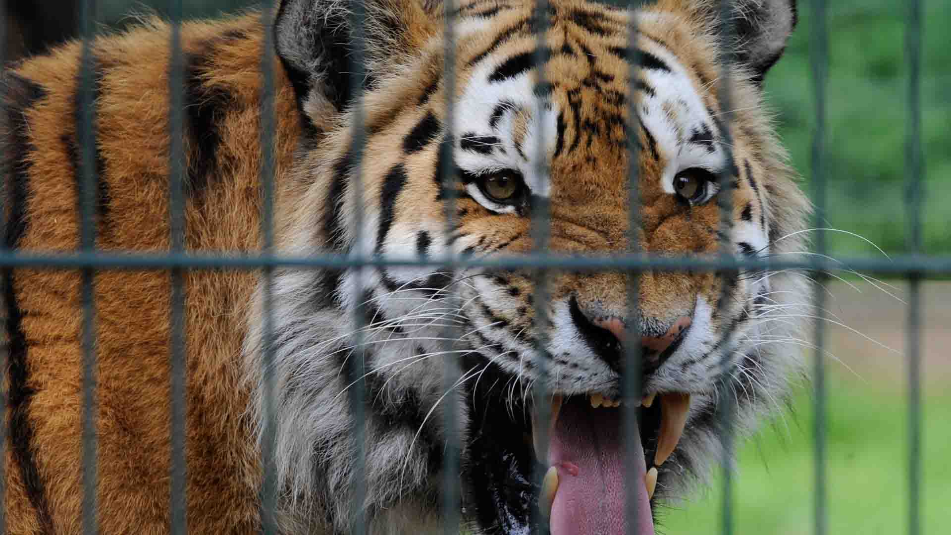 Se fugan dos leones, dos tigres y un jaguar de un zoológico de Alemania