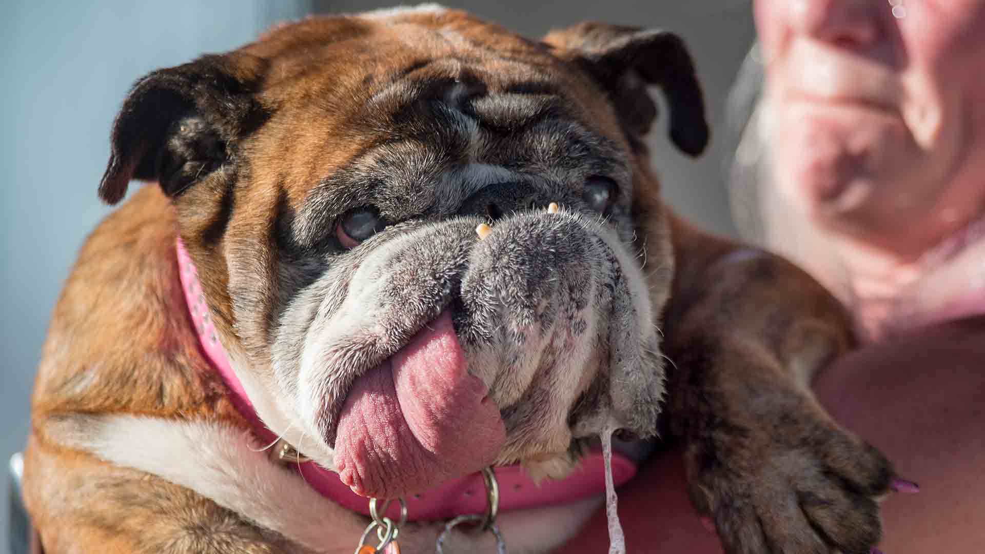 Zsa Zsa, el bulldog que se ha convertido en el perro más feo del mundo