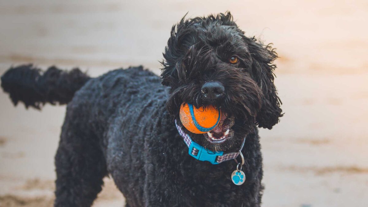 7 tips para cuidar a tu perro en verano