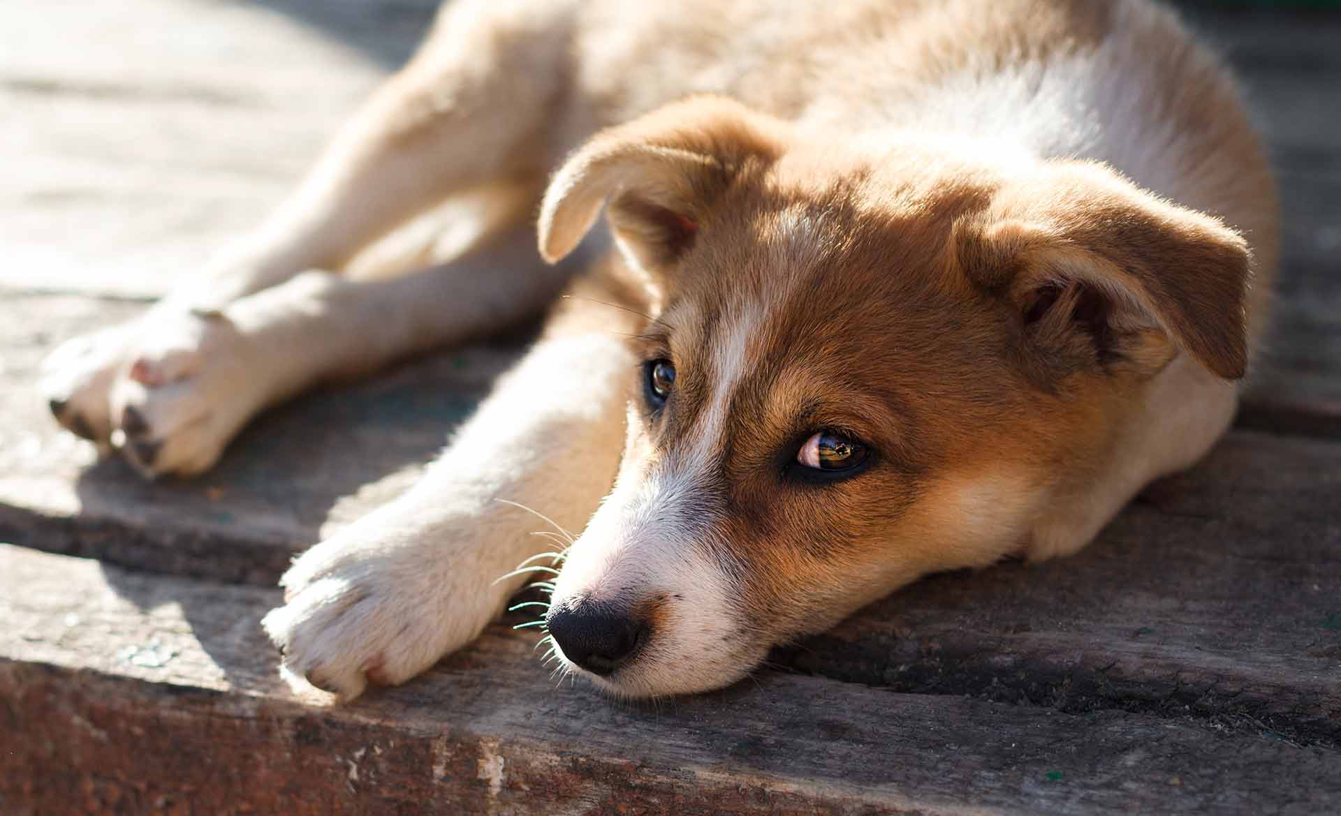 Más de 100 mil perros abandonados por año: ¿qué pasa con la tenencia responsable en España?