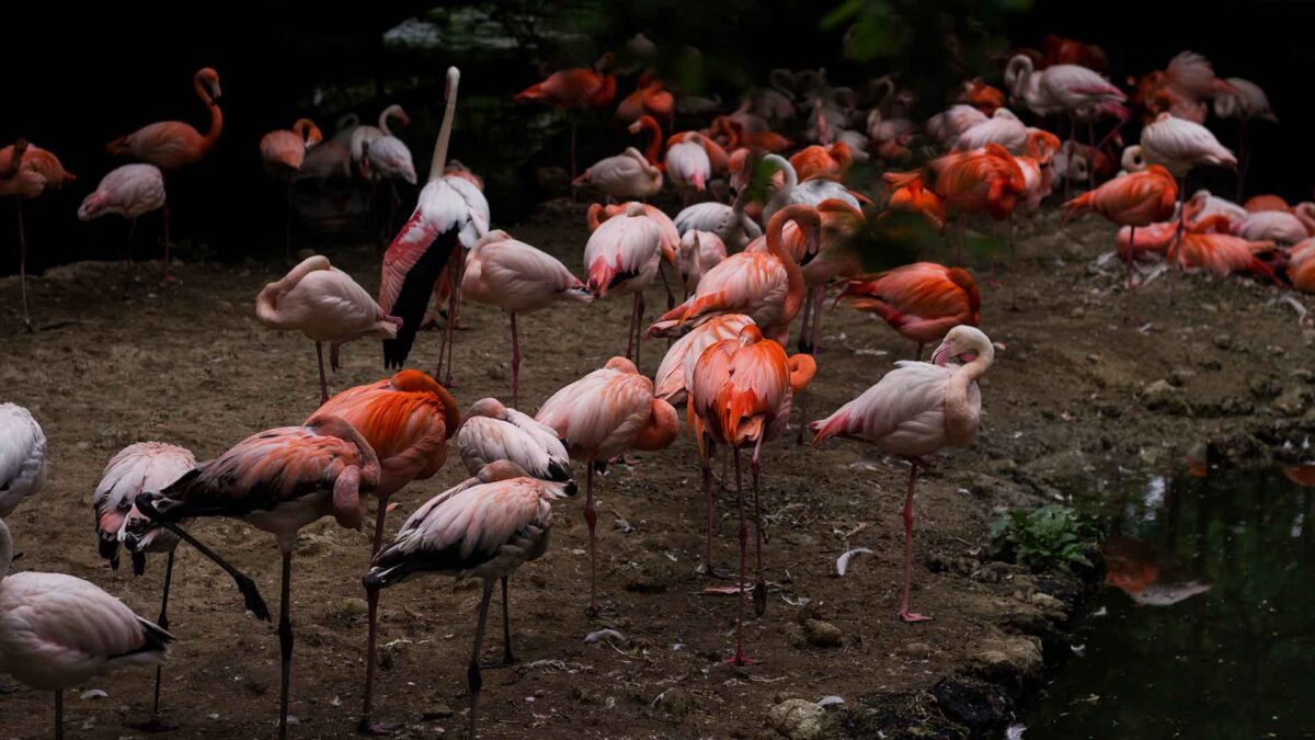 Una película causa la pérdida de 500 huevos de flamencos rosas