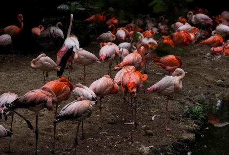 Una película causa la pérdida de 500 huevos de flamencos rosas