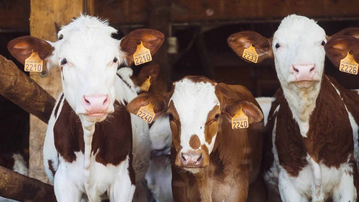 De nada sirve la bicicleta si luego bebes leche: las vacas contaminan tanto como las petroleras