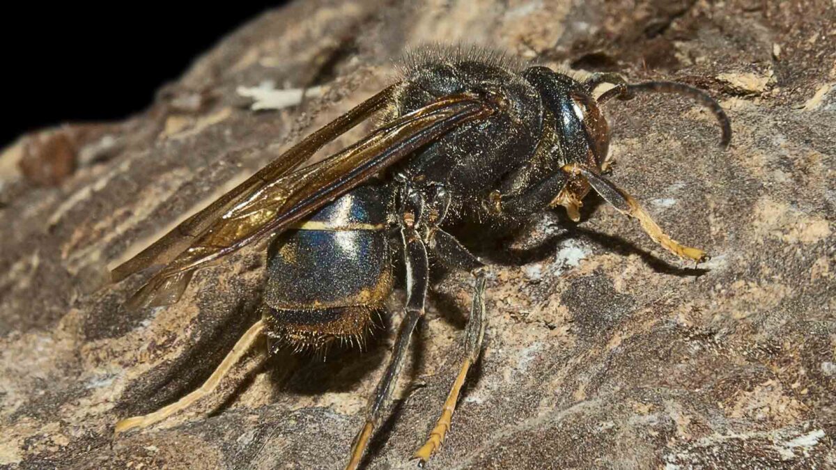 Dos fallecidos por picadura de avispa en menos de una semana en Galicia