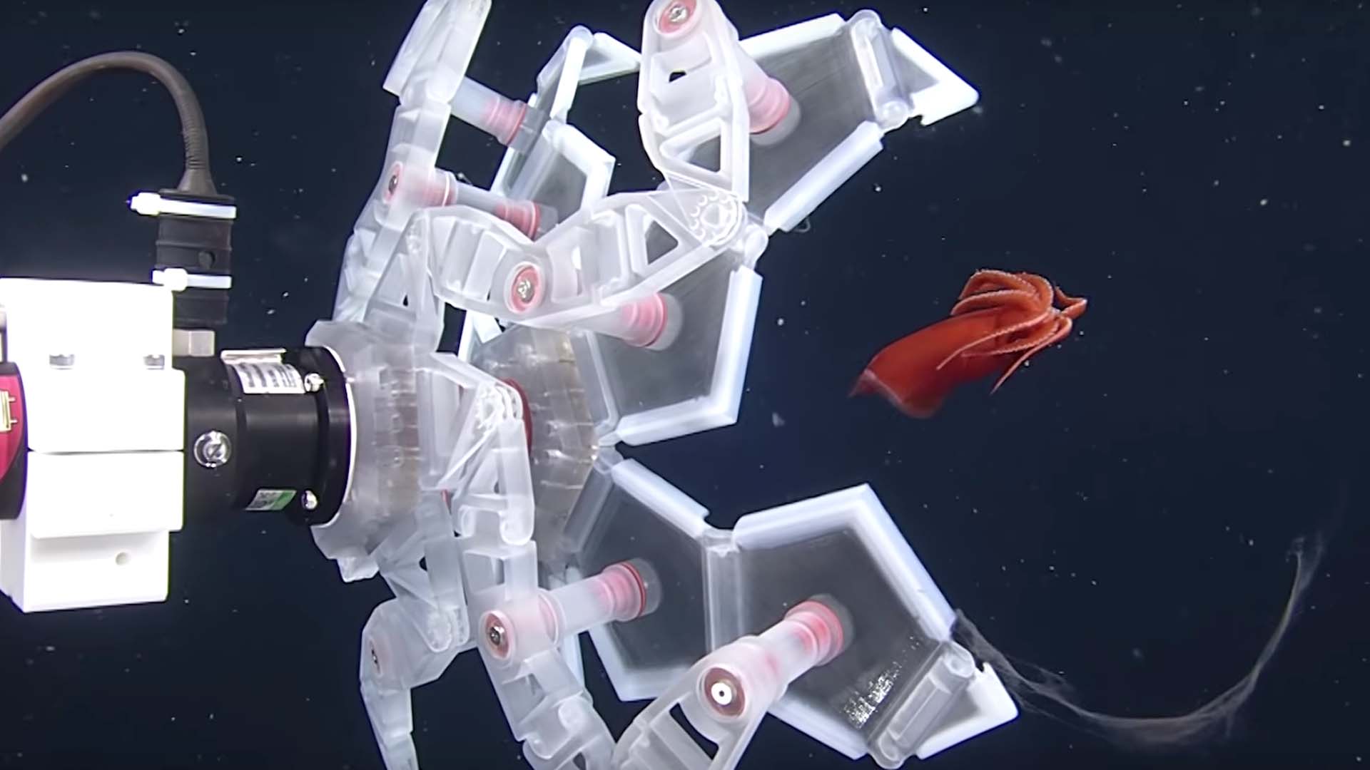 El dispositivo inspirado en origami que captura animales marinos frágiles sin dañarlos