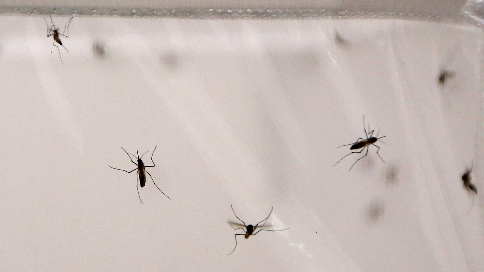 Estados Unidos aprueba un fármaco que elimina la malaria con una dosis
