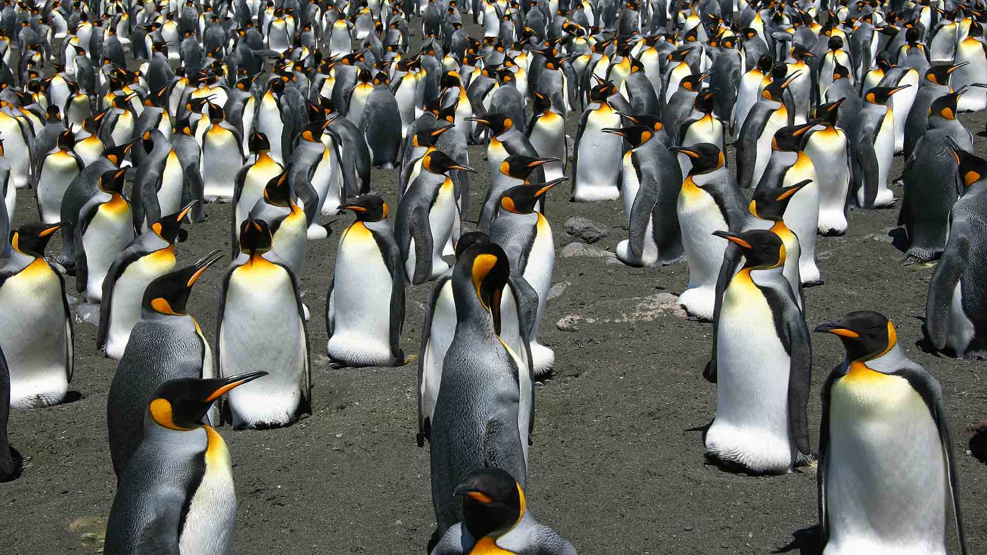 La colonia más grande de pingüinos rey se ha reducido casi un 90% en apenas 30 años