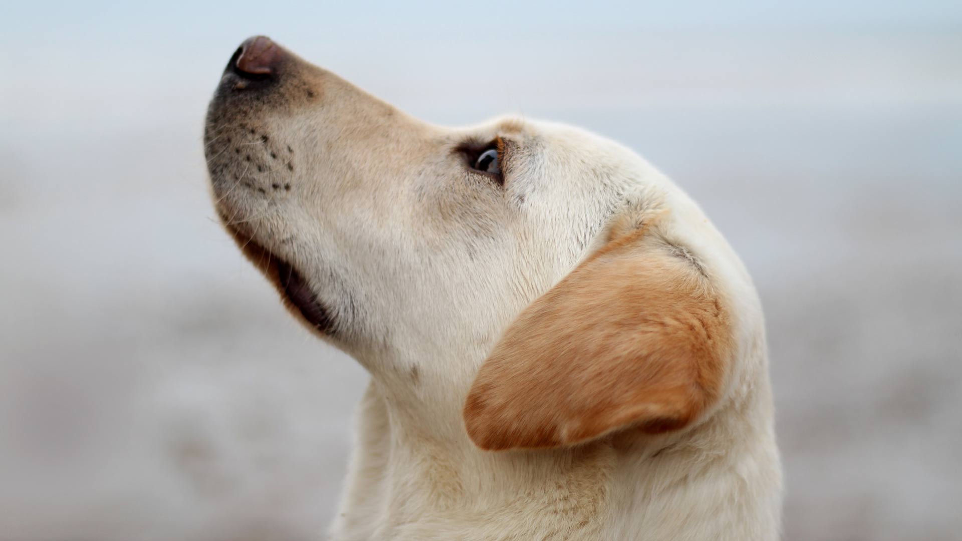 La Guardia Civil rescata a 191 perros maltratados en un centro canino de Madrid