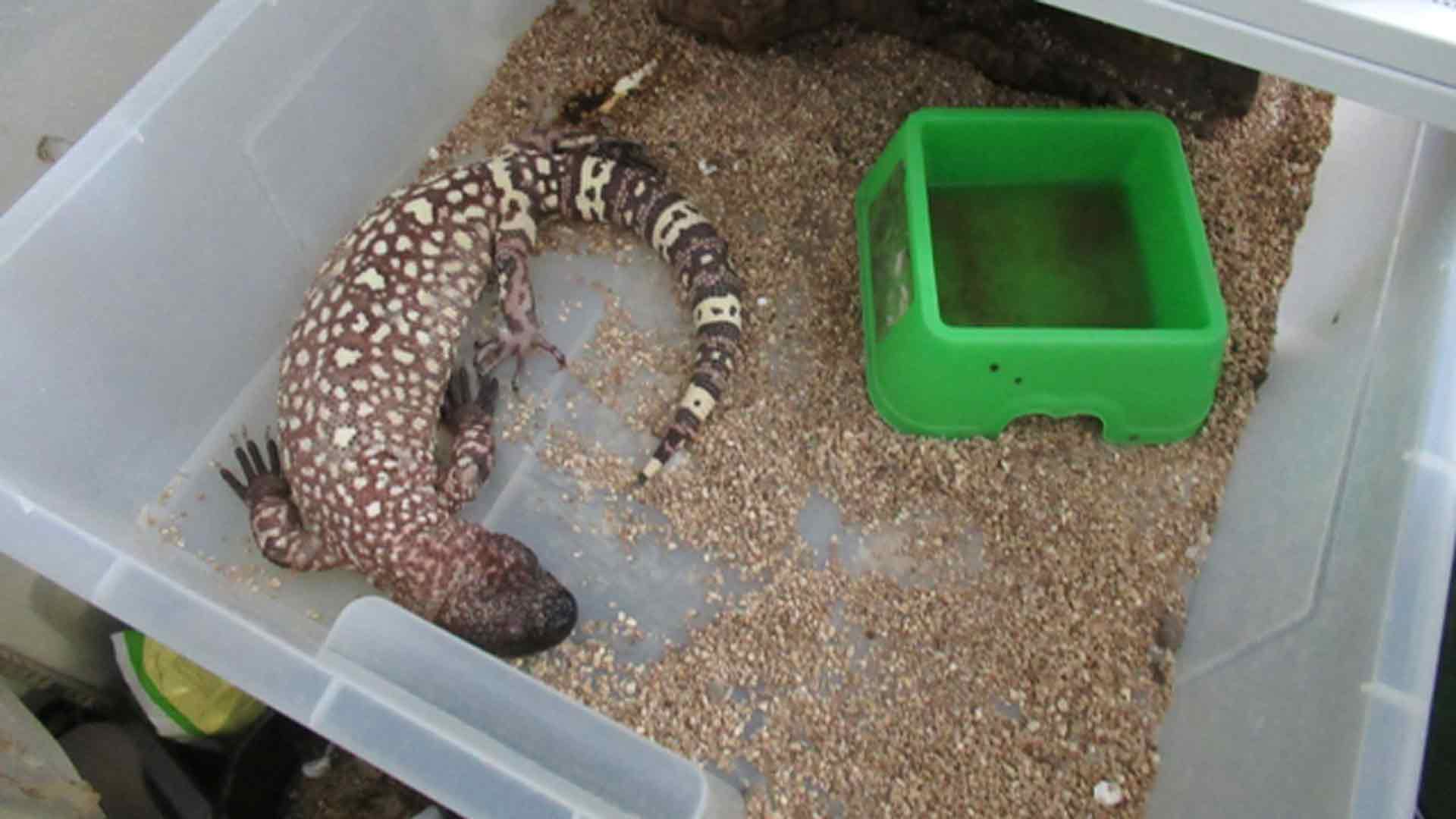 Encuentran en España un ejemplar de dragón de Komodo adquirido ilegalmente