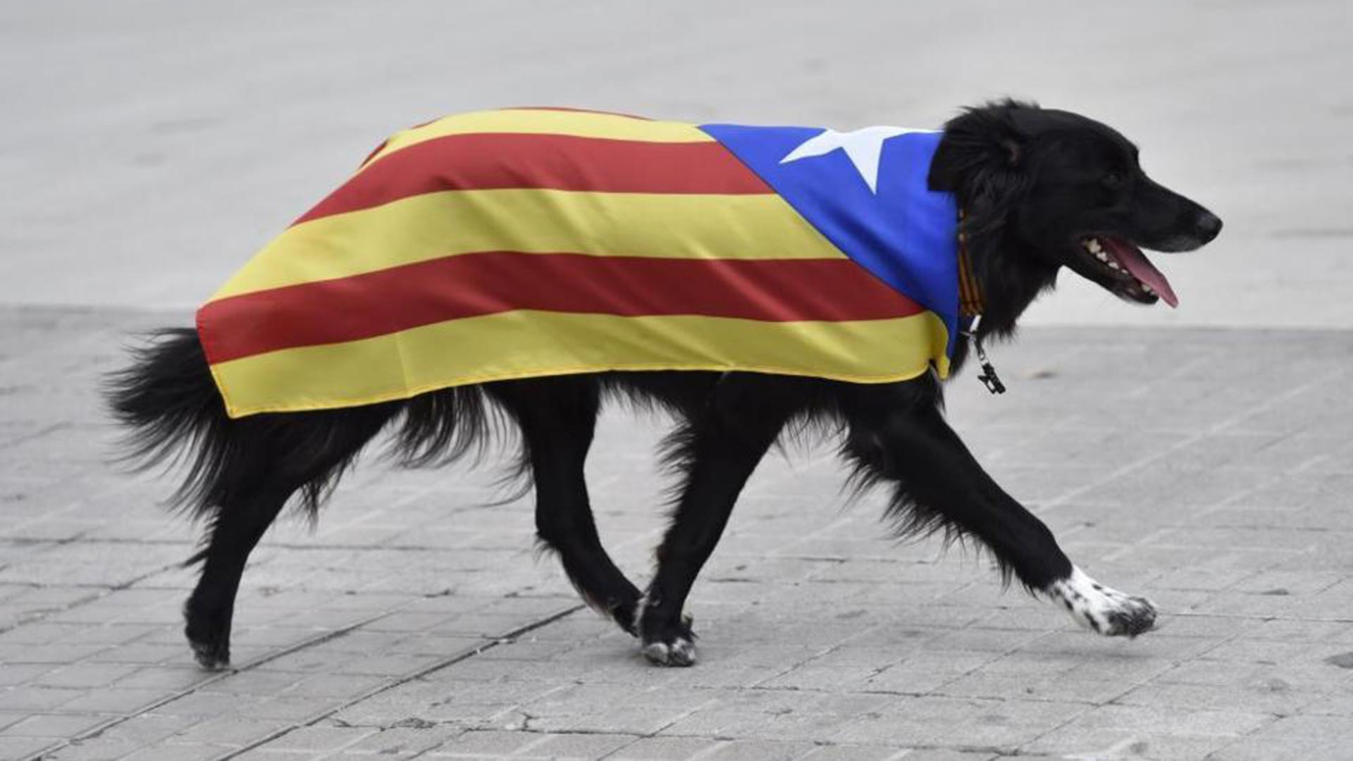 La perra de Jaén que solo entiende catalán es la protagonista del día en las redes