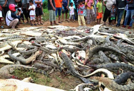 Masacran a 300 cocodrilos en Indonesia después de que uno de los reptiles matara a un hombre