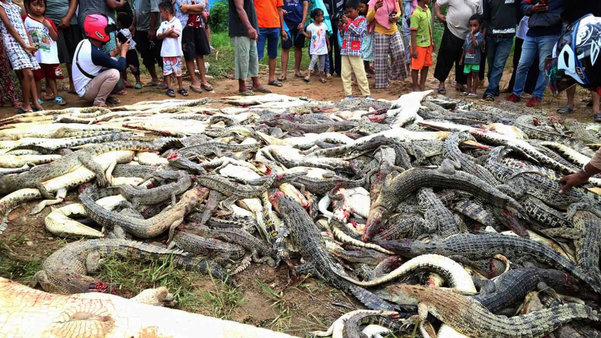 Masacran a 300 cocodrilos en Indonesia después de que uno de los reptiles matara a un hombre