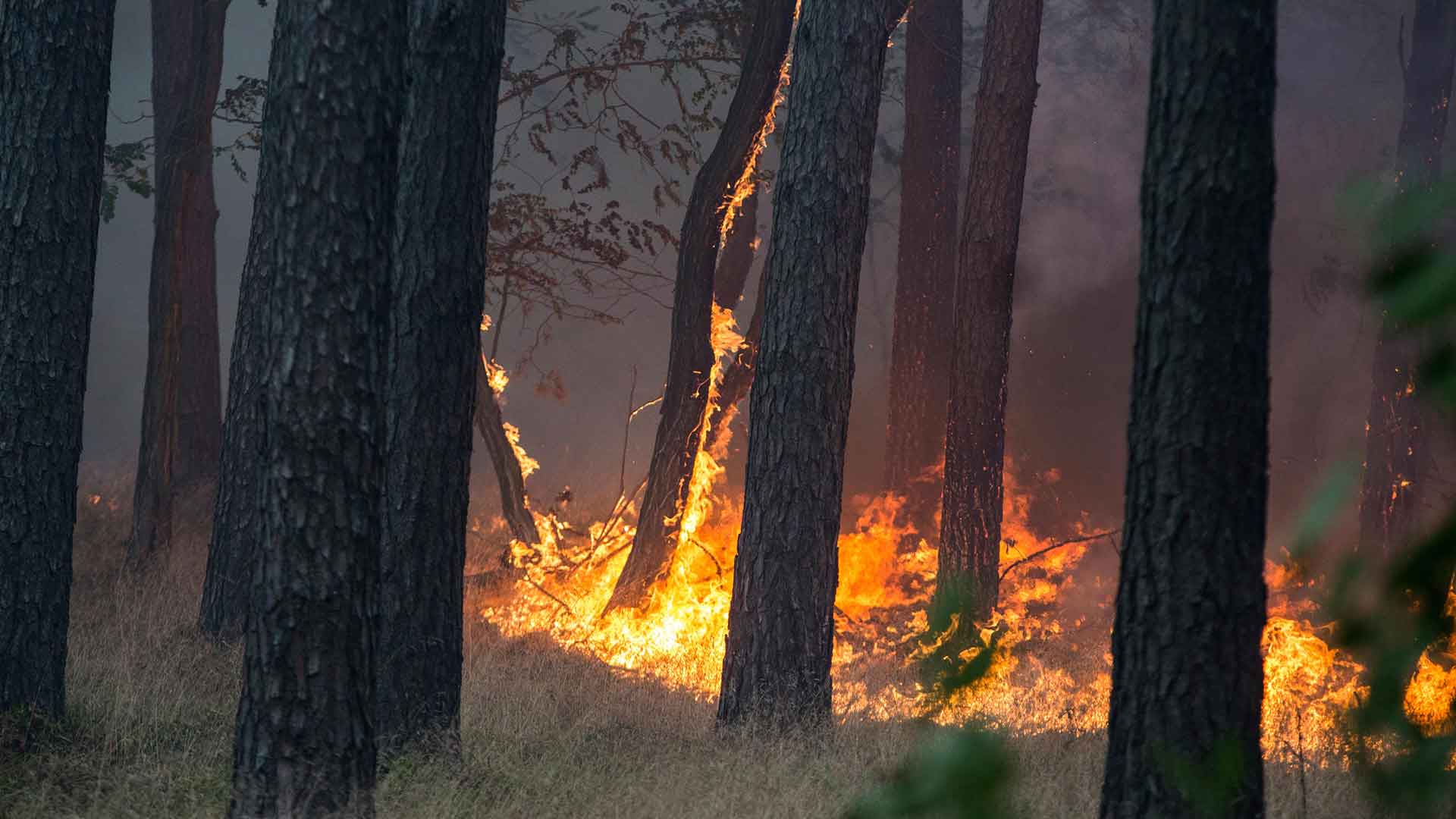 Muere una persona en un incendio forestal en Casavieja