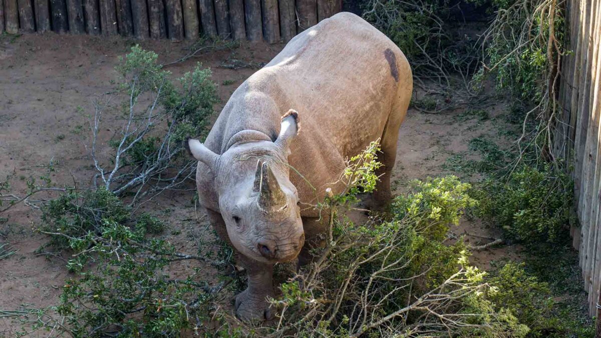 Mueren nueve rinocerontes negros en peligro de extinción tras ser trasladados en Kenia