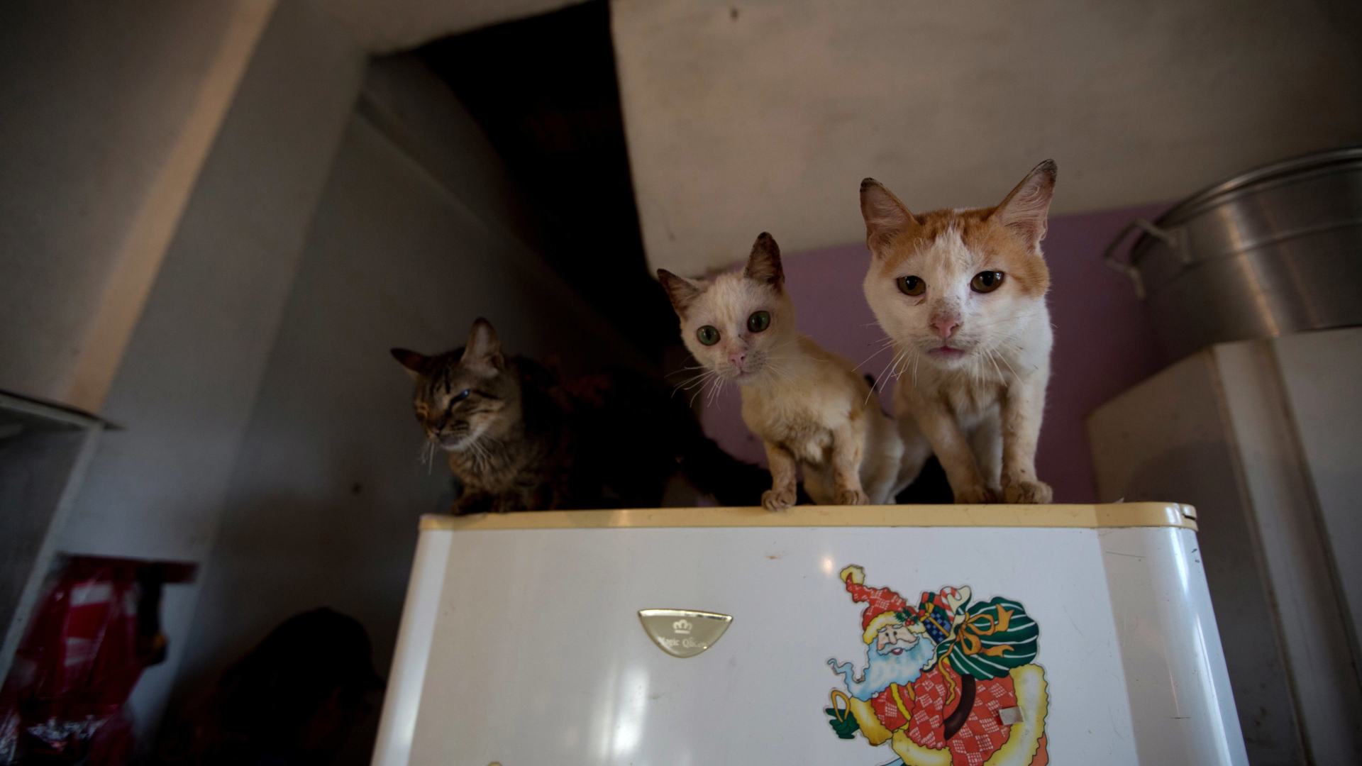 Rescatados 101 gatos en una vivienda de 37 metros cuadrados en Málaga