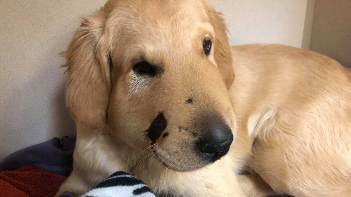 Un perro salva a su dueña de ser atacada por una serpiente de cascabel