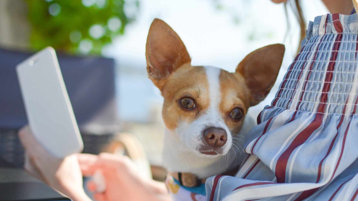 Los 5 mejores libros de educación canina para leer este verano