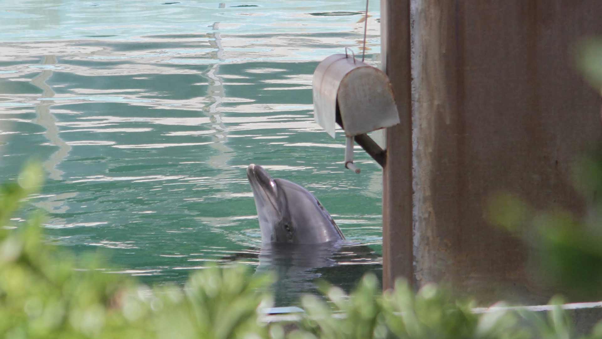 Un parque marino japonés abandona a un delfín y a decenas de pingüinos durante meses