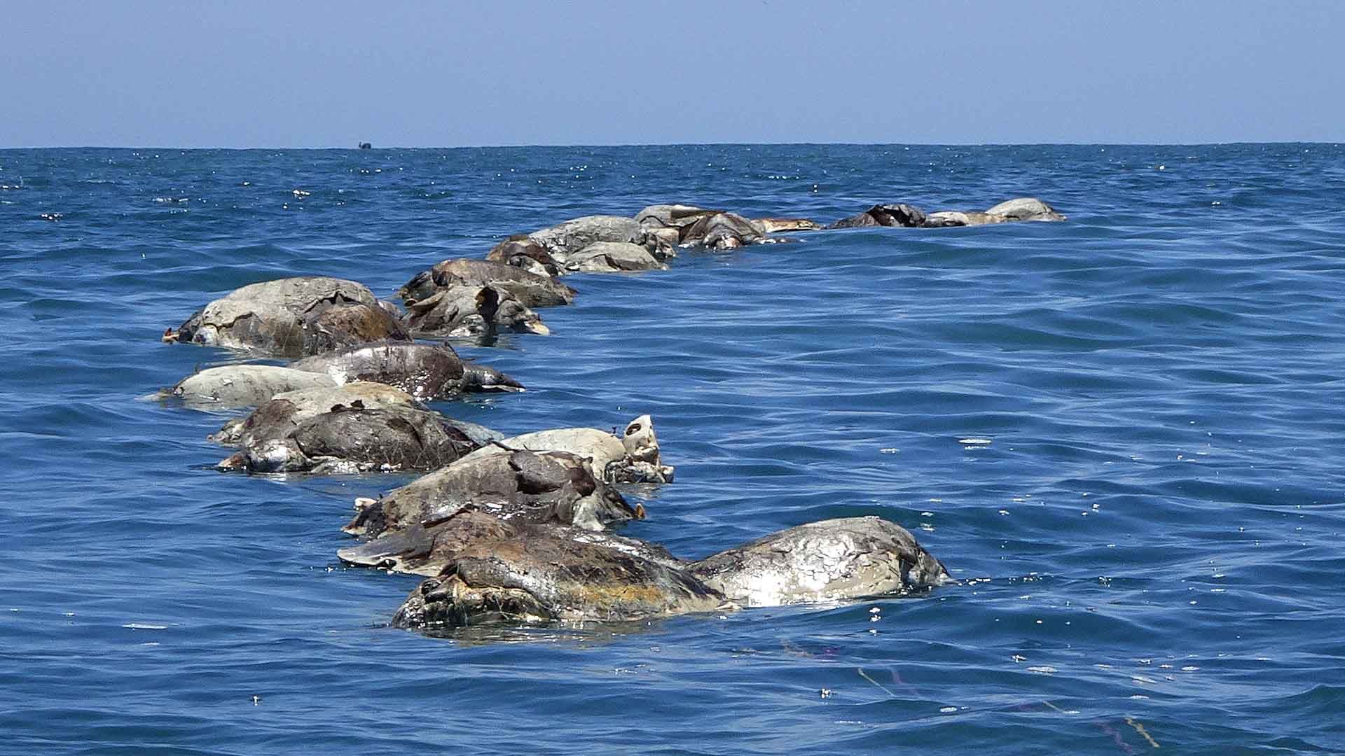 Aparecen muertas 300 tortugas atrapadas en redes de pesca en México