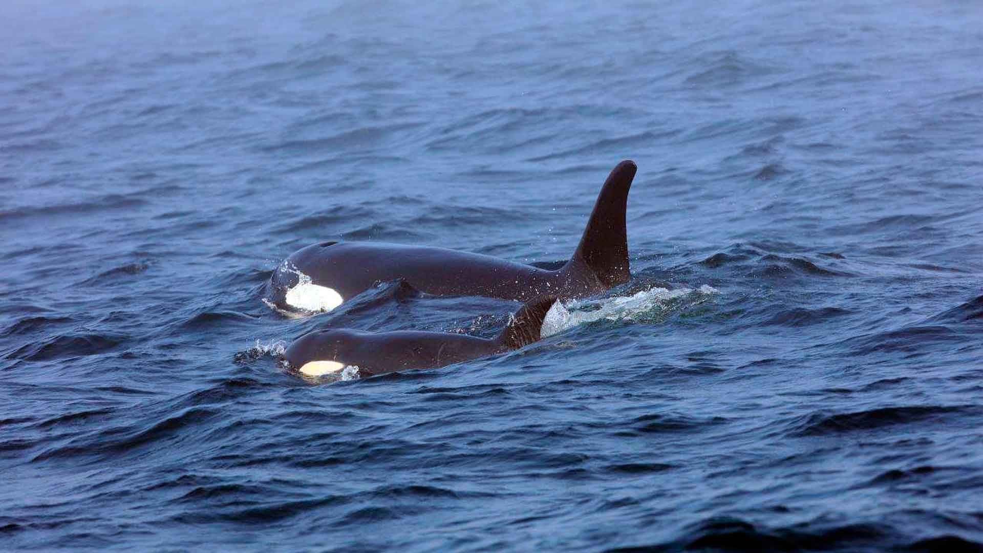 Finaliza el duelo de una orca que cargó a su cría muerta durante 17 días