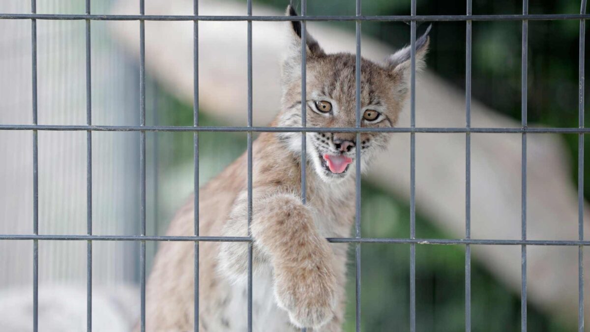 El lince europeo o el halcón borní, entre las 32 especies extinguidas en España