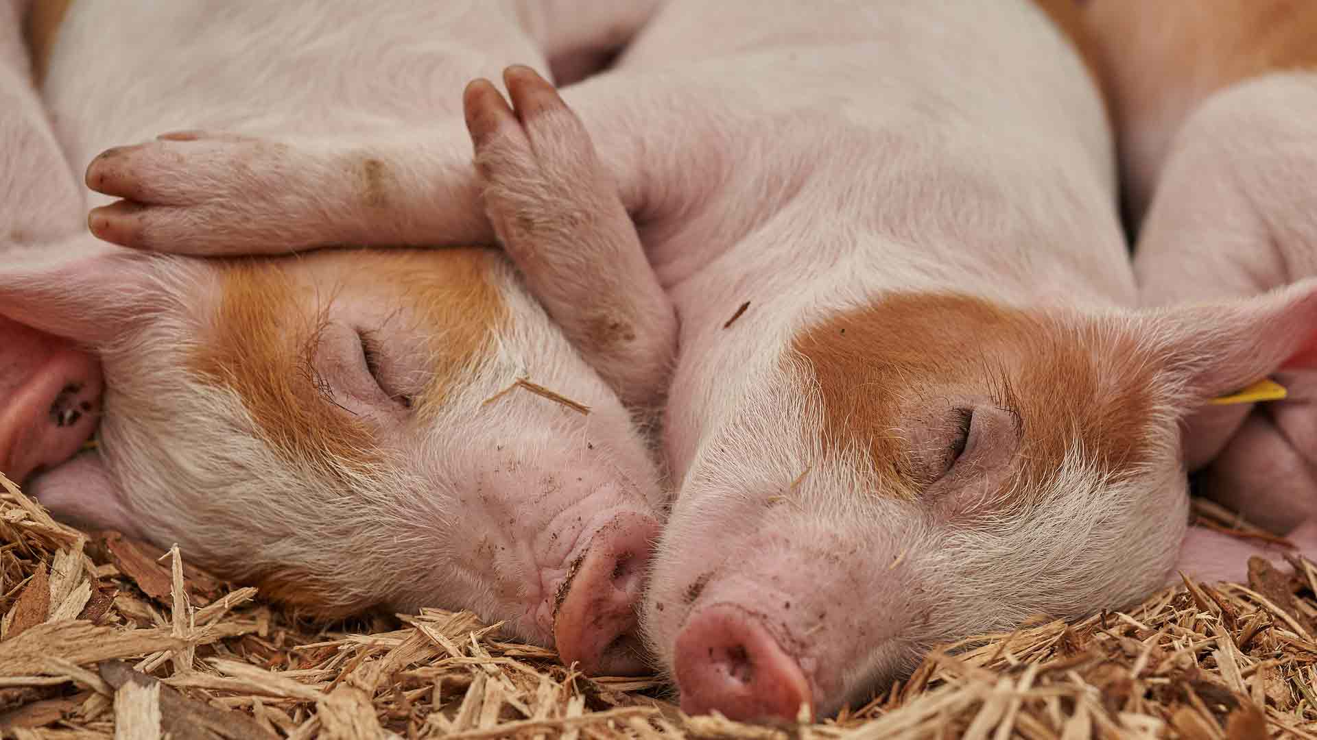 El número de cerdos supera al de personas en España