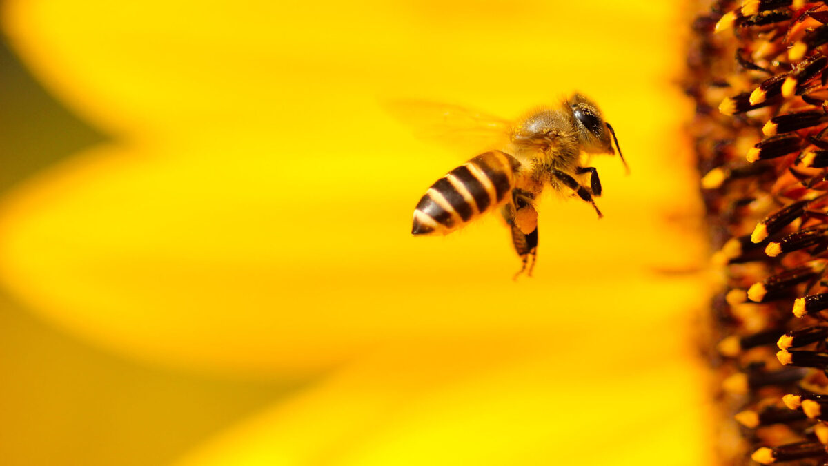 Francia prohíbe los pesticidas neonicotinoides para proteger a las abejas