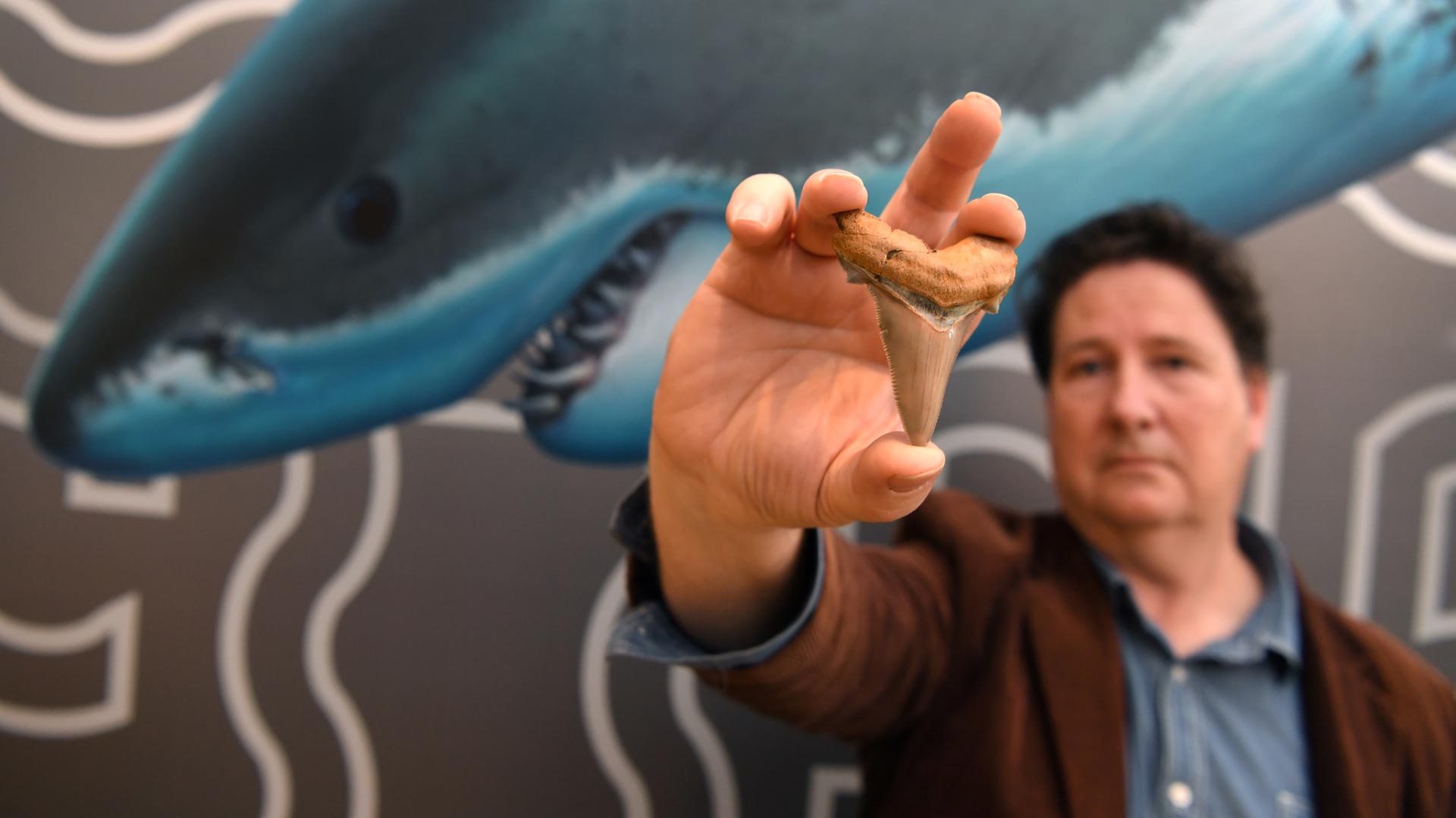 Hallan los dientes fosilizados de un gigantesco tiburón extinto en Australia