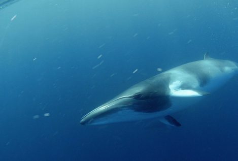 Retiran una ballena de cuatro metros varada en una playa de O Grove (Pontevedra)
