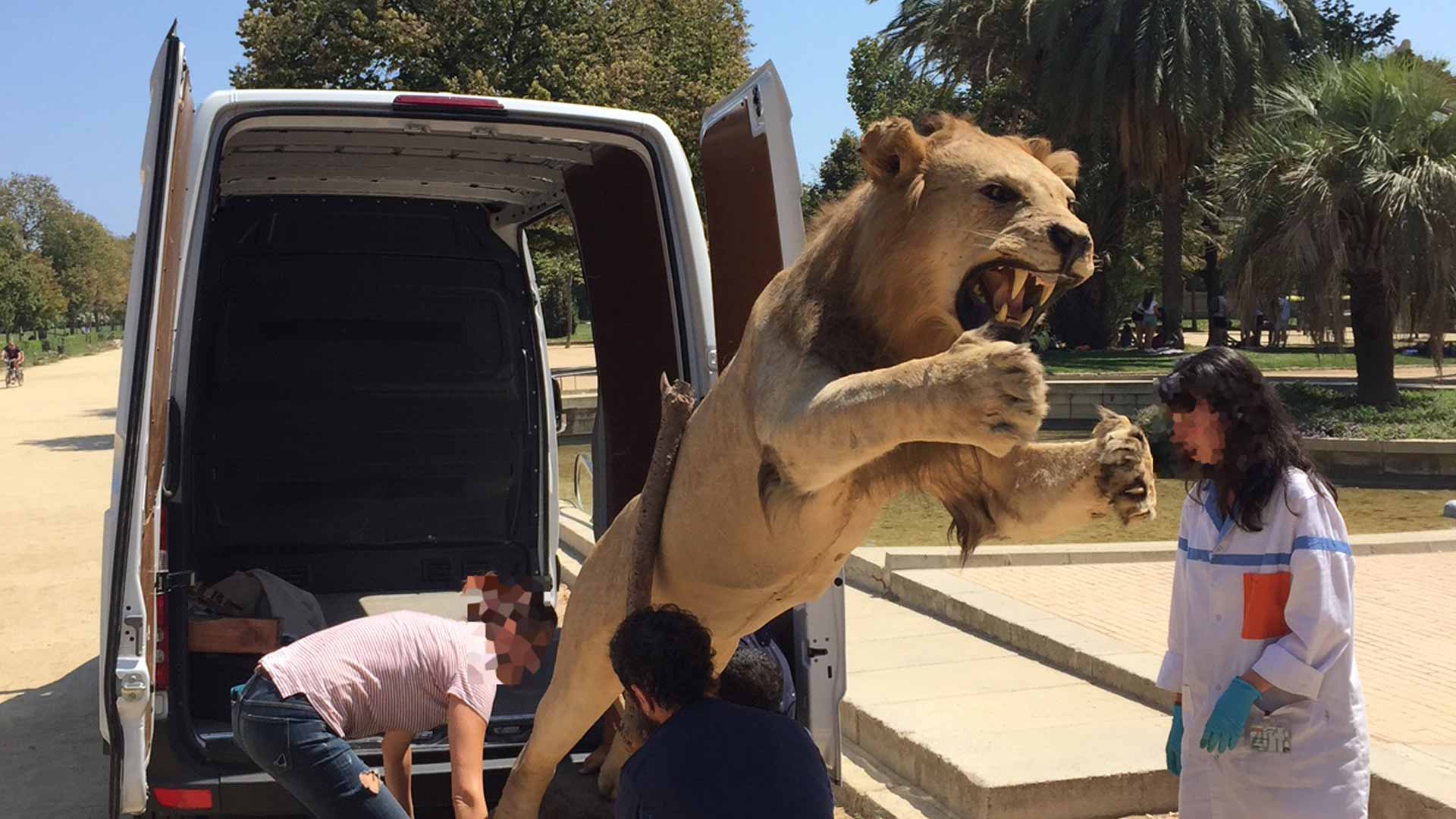 ‘Cazada’ cuando intentaba vender en internet por 6.000 euros un león disecado