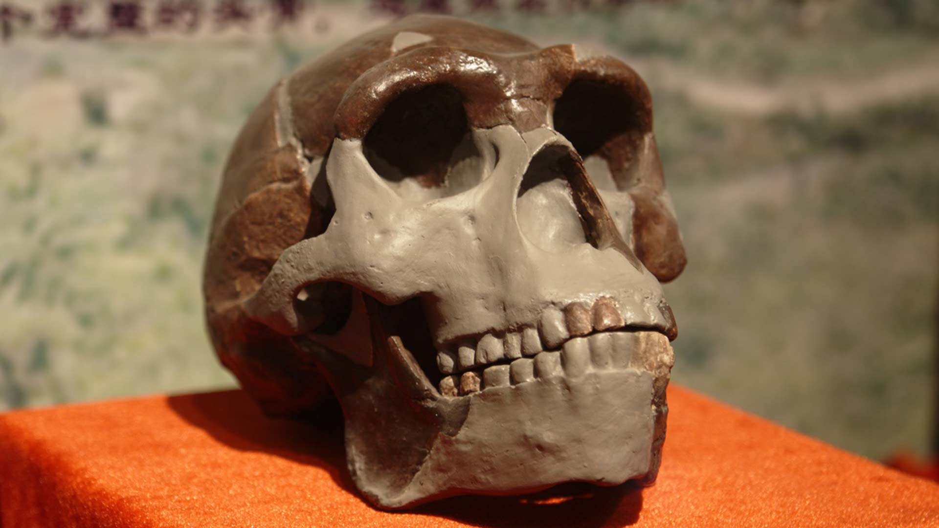 La pereza del Homo erectus facilitó su extinción, según un estudio