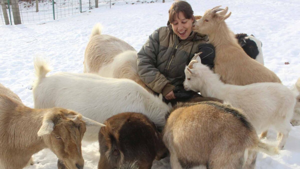 Las cabras reconocen a la gente feliz y prefieren estar con ella