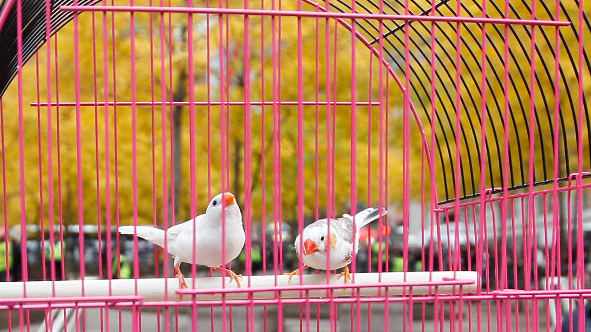 Los pájaros cantores perciben el color como los humanos