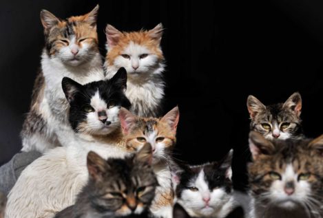 Una oferta de trabajo para cuidar 55 gatos en una isla de Grecia se hace viral