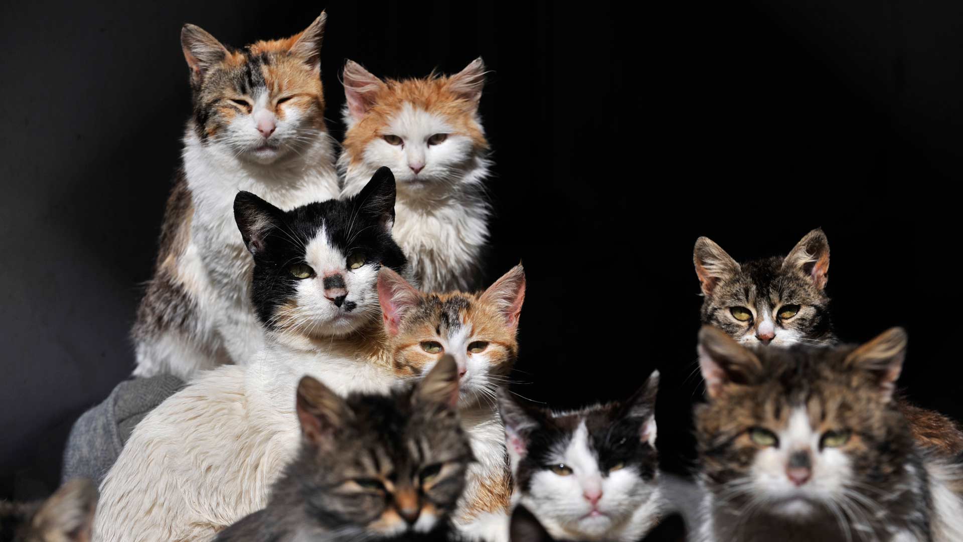 Una oferta de trabajo para cuidar 55 gatos en una isla de Grecia se hace viral