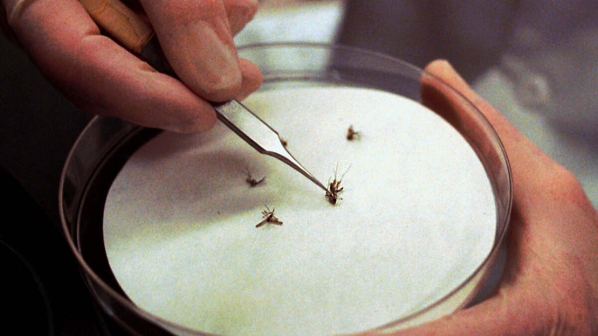 Identificado en España el mosquito transmisor del virus del Nilo Occidental