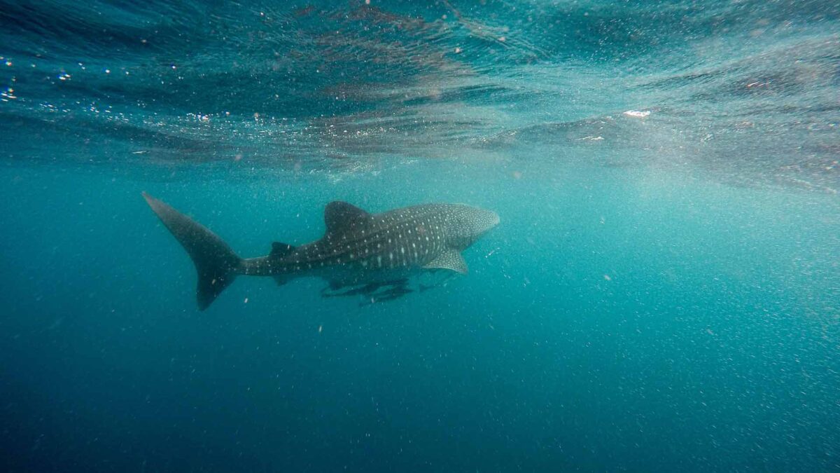 Rescatan a un tiburón robado de un acuario de Texas en un carrito de bebé