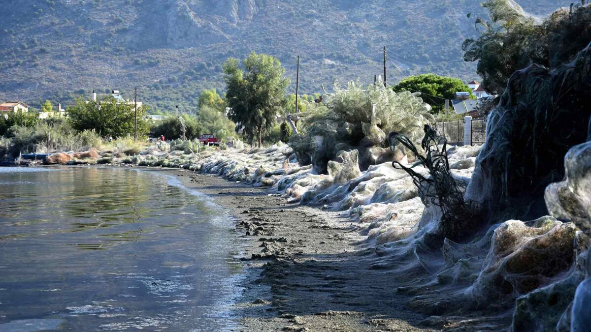 Aitoliko, la playa de Grecia cubierta por una telaraña gigante