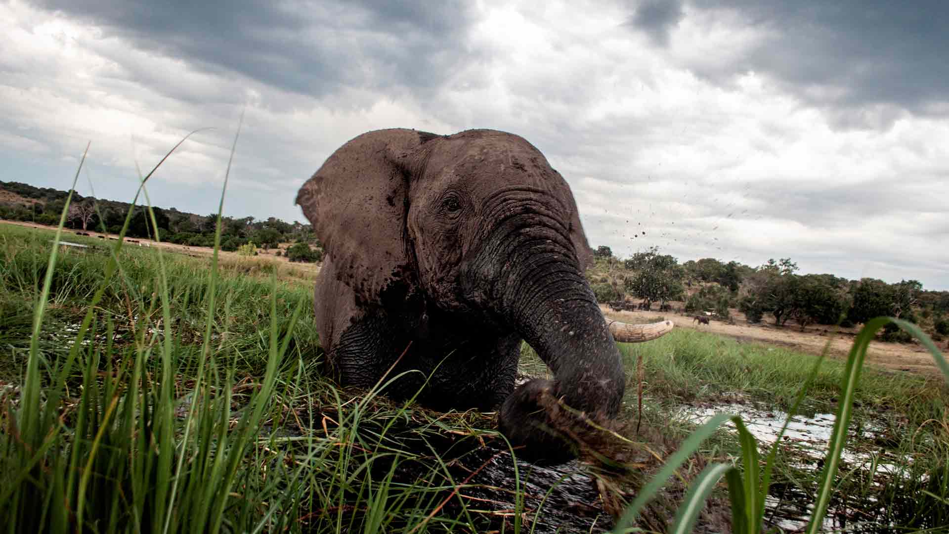 Hallan un centenar de elefantes asesinados por cazadores furtivos en Botsuana