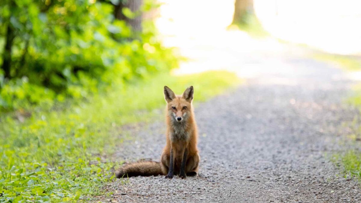 El ‘asesino en serie’ de gatos en Londres era un grupo de zorros