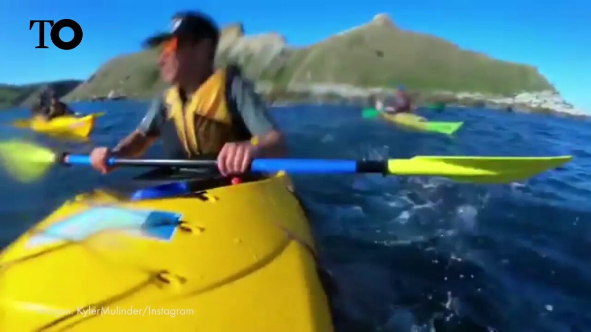 El inesperado momento en el que un león marino abofetea a un piragüista con un pulpo