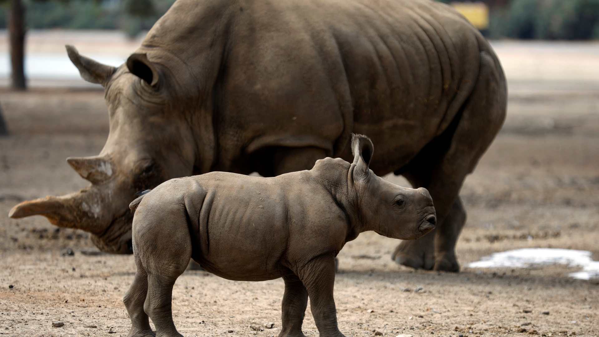 España se suma a los esfuerzos para conservar el rinoceronte