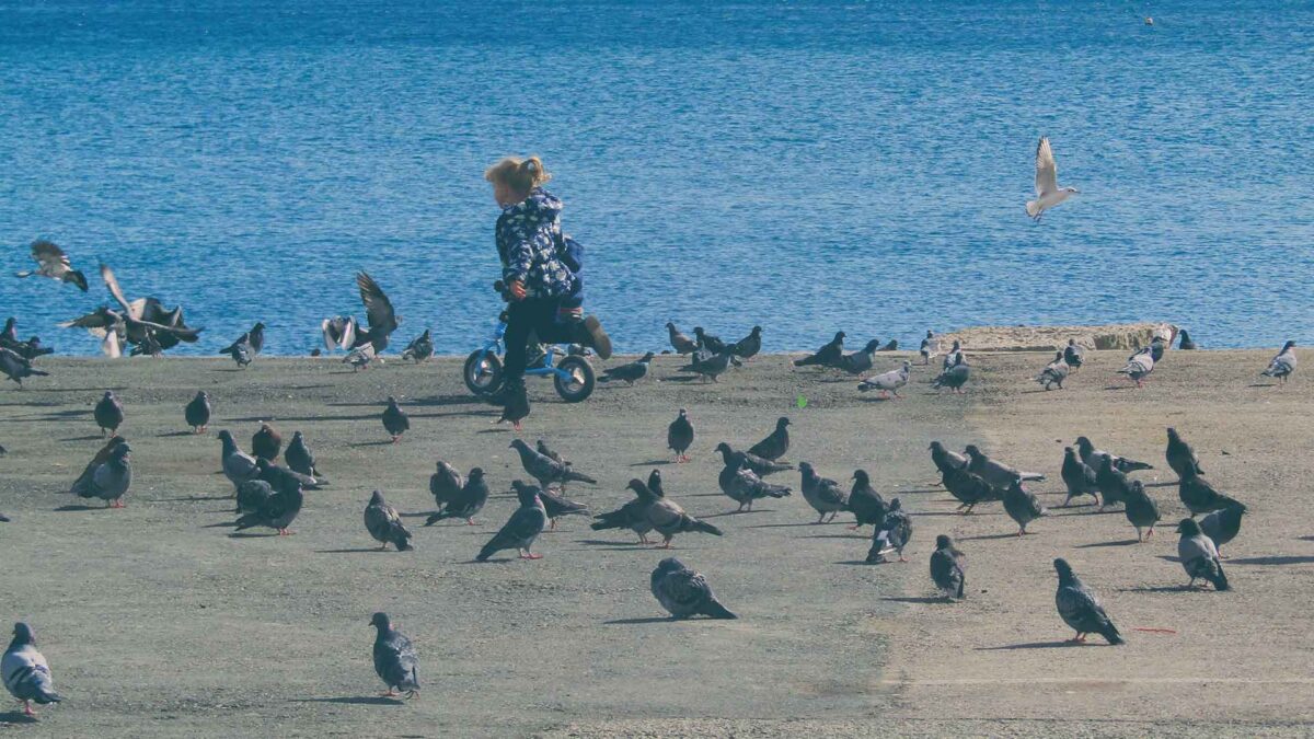 Google premiará a quien logre hacer pasar un pájaro por una bicicleta