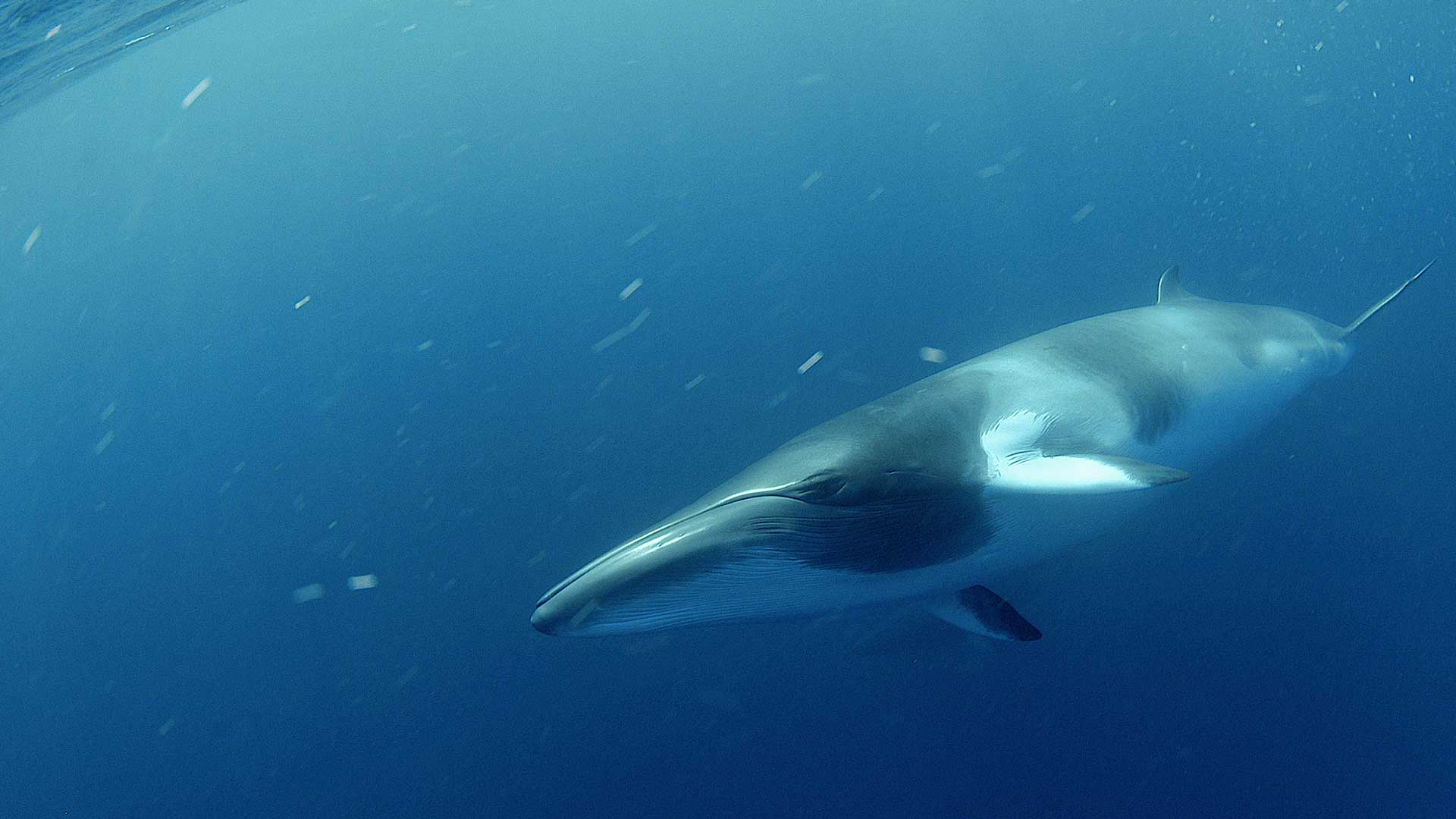 Japón cazó más de 50 ballenas en un área protegida de la Antártida