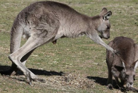 La policía australiana busca a tres hombres sospechosos de torturar y matar canguros
